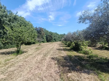 Quinta T0 para Venda em Proença-A-Velha