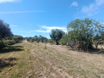 Quinta T0 para Venda em Proença-A-Velha