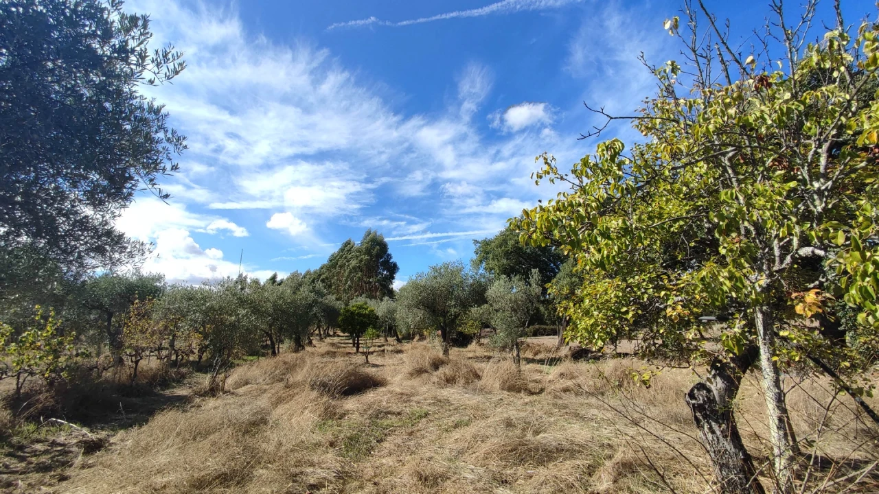 Quinta T0 para Venda em Proença-A-Velha Foto 23
