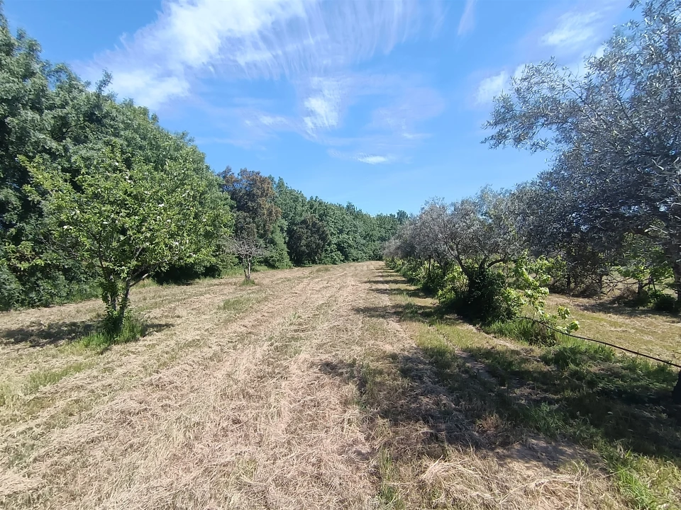 Quinta T0 para Venda em Proença-A-Velha Foto 56