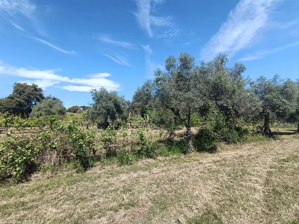 Quinta T0 para Venda em Proença-A-Velha Foto 87