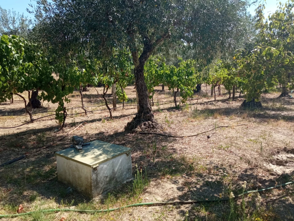 Quinta T0 para Venda em Proença-A-Velha Foto 17