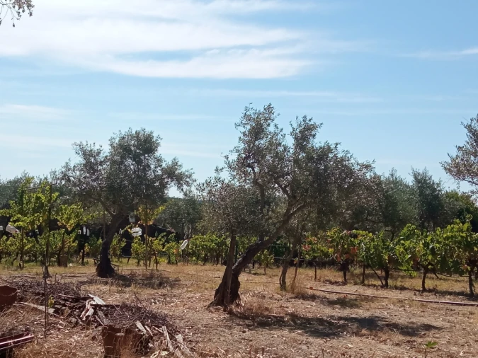 Quinta T0 para Venda em Proença-A-Velha Foto 3