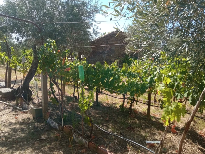 Quinta T0 para Venda em Proença-A-Velha Foto 10