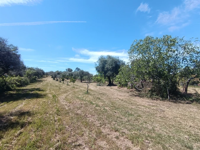 Quinta T0 para Venda em Proença-A-Velha Foto 88
