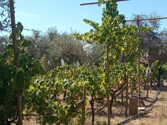 Quinta T0 para Venda em Proença-A-Velha Foto 6