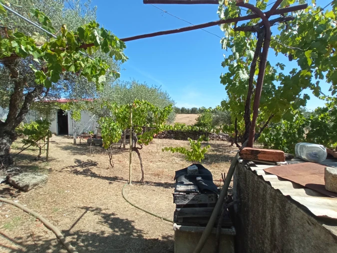 Quinta T0 para Venda em Proença-A-Velha Foto 14