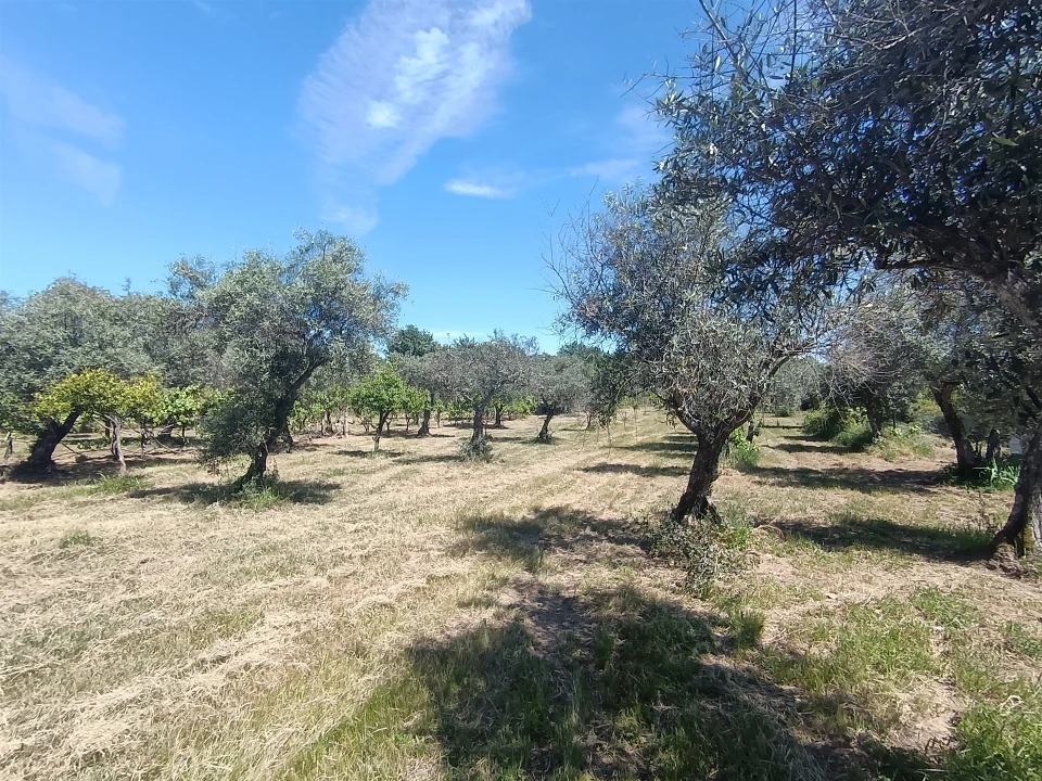 Quinta T0 para Venda em Proença-A-Velha Foto 44
