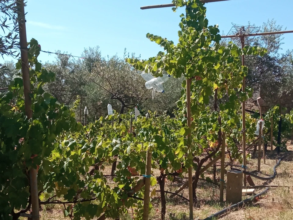 Quinta T0 para Venda em Proença-A-Velha Foto 6