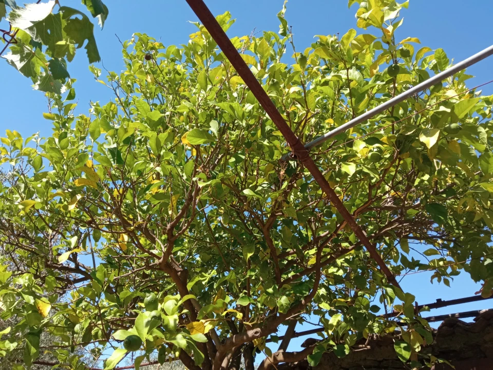 Quinta T0 para Venda em Proença-A-Velha Foto 16