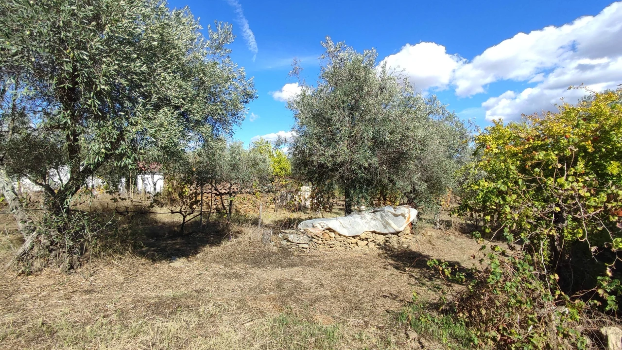 Quinta T0 para Venda em Proença-A-Velha Foto 19