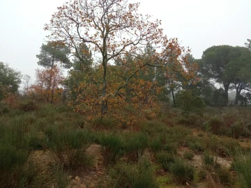 Terreno Agricola ou Rústico para Venda em Penamacor