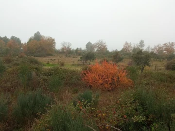 Terreno Agricola ou Rústico para Venda em Penamacor