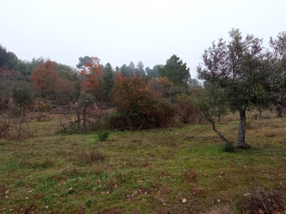 Terreno Agricola ou Rústico para Venda em Penamacor Foto 4