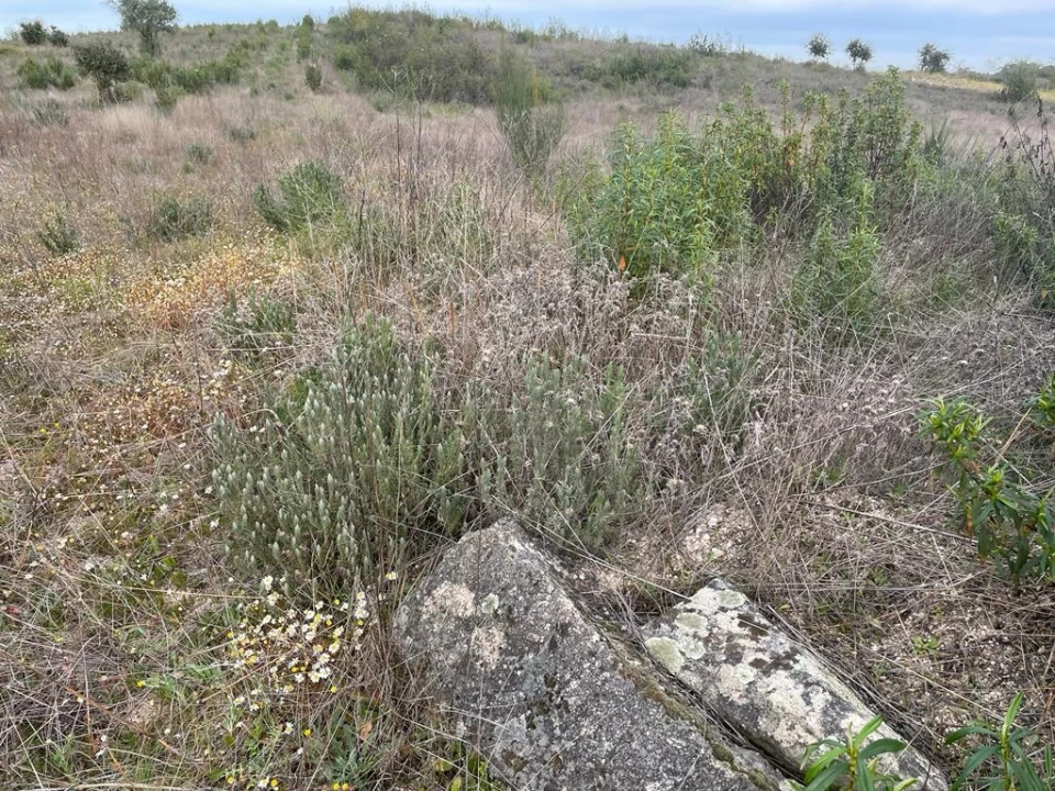 Quinta T1 para Venda em Orca Foto 27