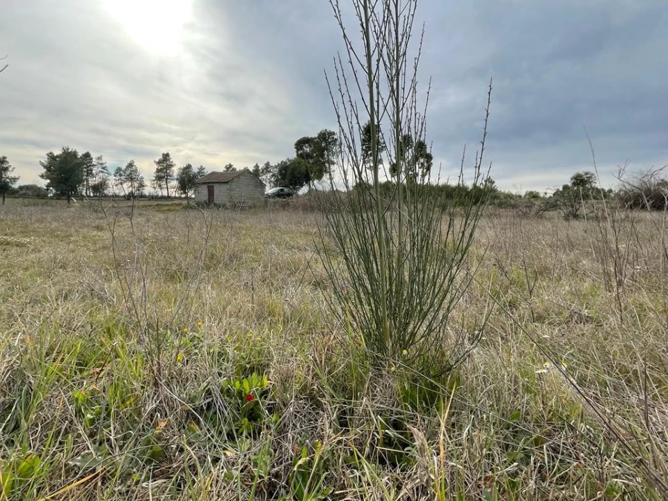 Quinta T1 para Venda em Orca Foto 15