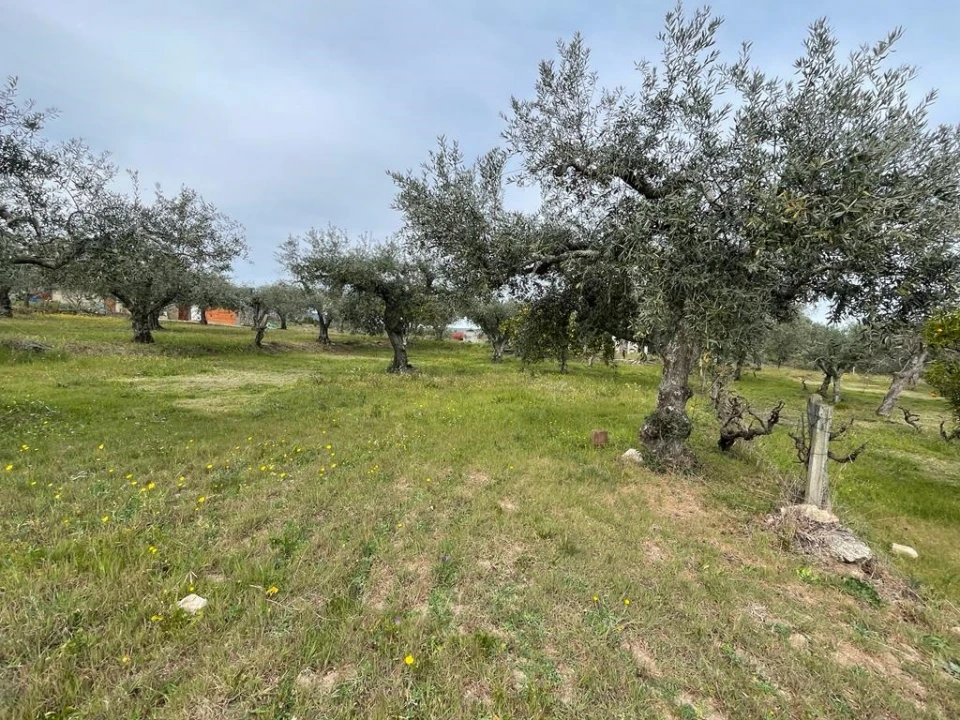 Quinta T2 para Venda em Orca Foto 83