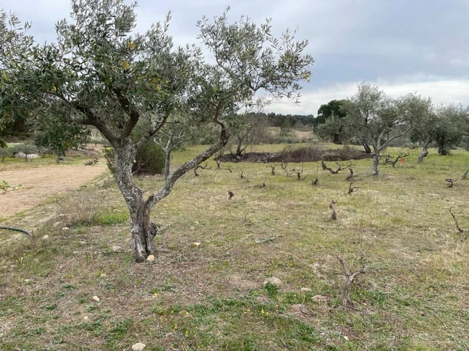 Quinta T2 para Venda em Orca Foto 22