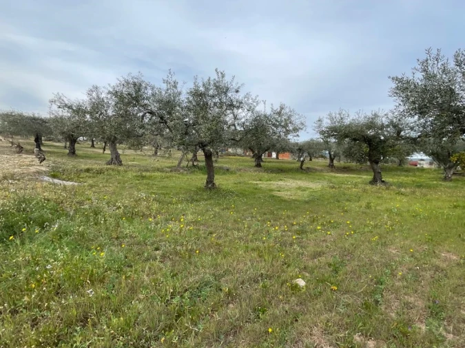 Quinta T2 para Venda em Orca Foto 13