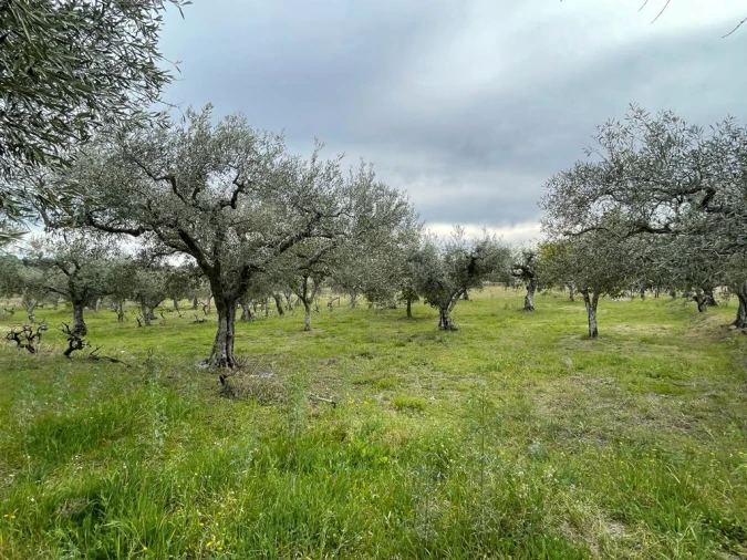 Quinta T2 para Venda em Orca Foto 2