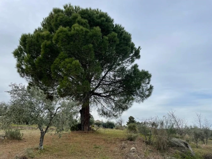 Quinta T2 para Venda em Orca Foto 58