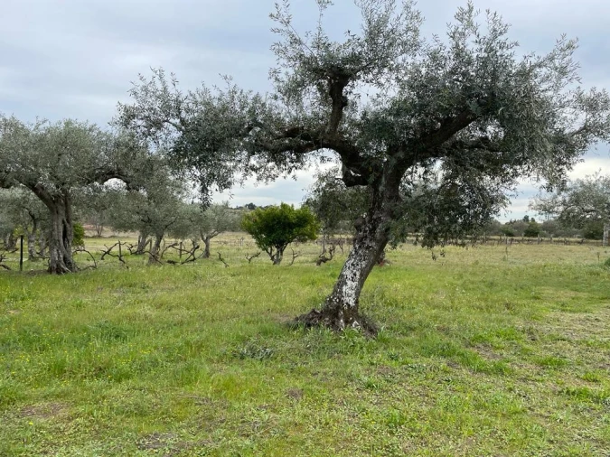 Quinta T2 para Venda em Orca Foto 90