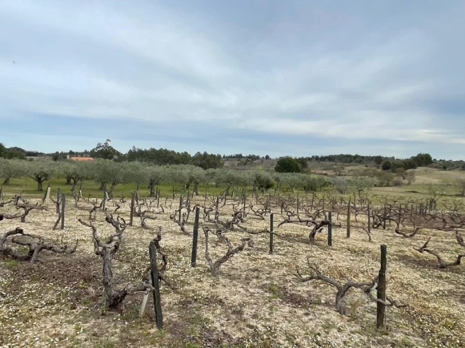 Quinta T2 para Venda em Orca Foto 51