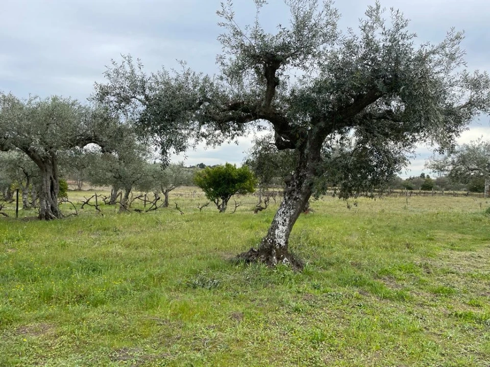 Quinta T2 para Venda em Orca Foto 90