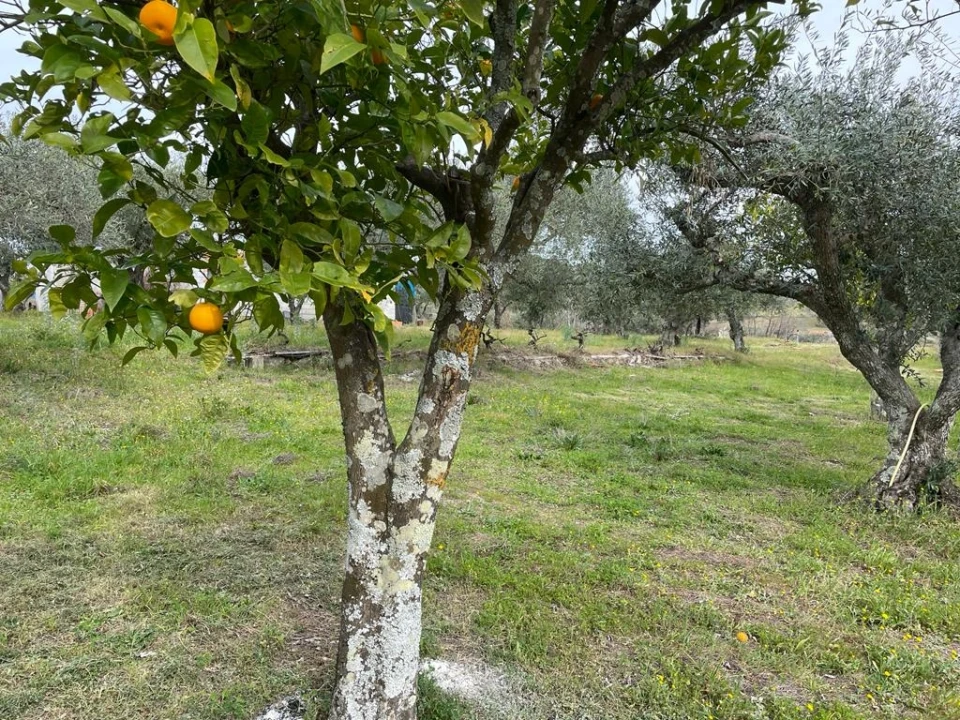 Quinta T2 para Venda em Orca Foto 91