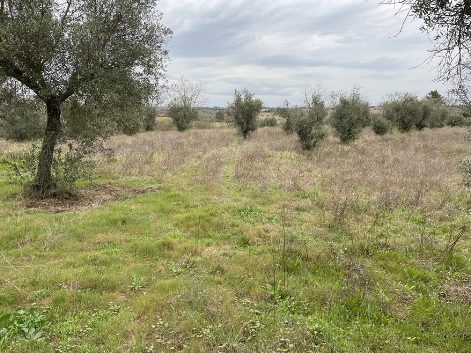 Quinta T1 para Venda em Orca Foto 18