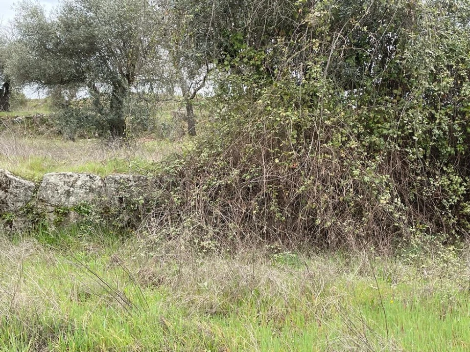 Quinta T1 para Venda em Orca Foto 29