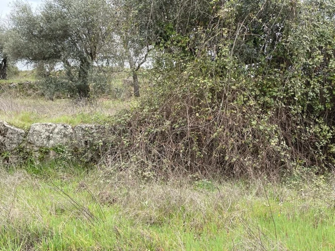 Quinta T1 para Venda em Orca Foto 29