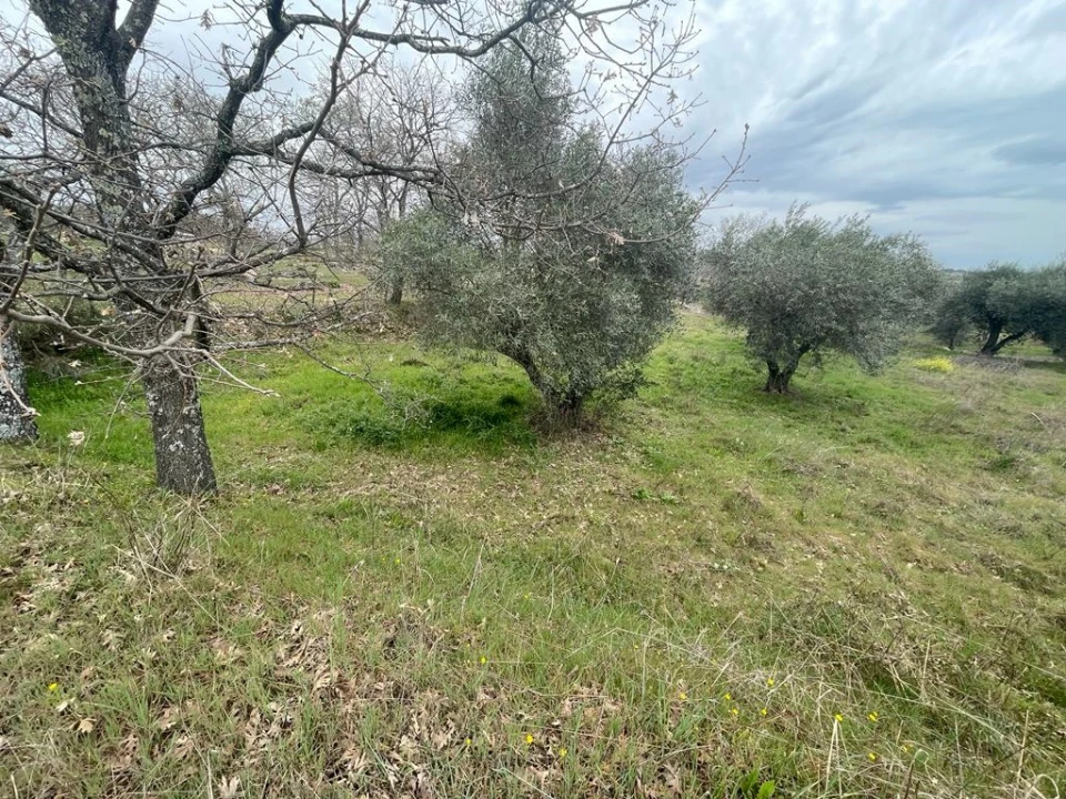 Quinta T1 para Venda em Orca Foto 21