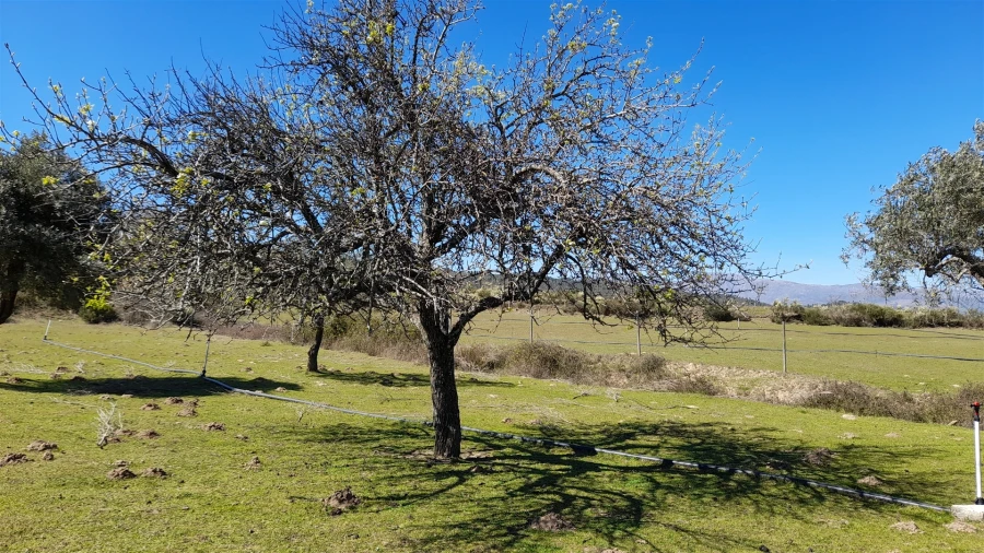 Quinta T4 para Venda em Telhado Foto 13