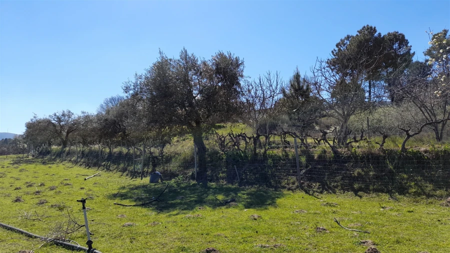 Quinta T4 para Venda em Telhado Foto 15