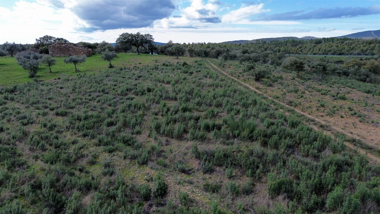 Quinta T0 para Venda em Penamacor Foto 48