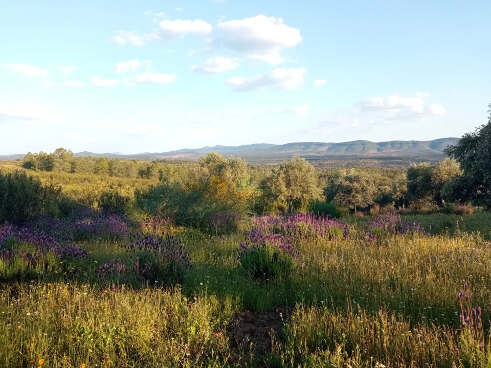 Quinta T0 para Venda em Penamacor Foto 28