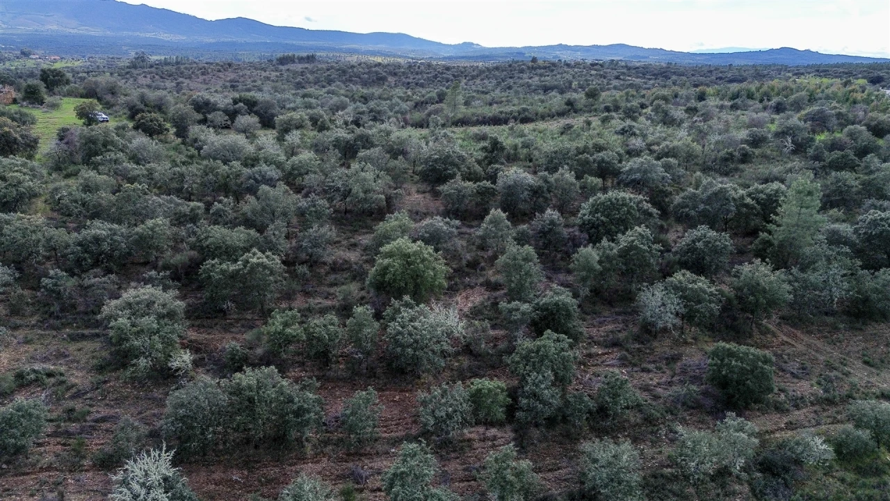 Quinta T0 para Venda em Penamacor Foto 56