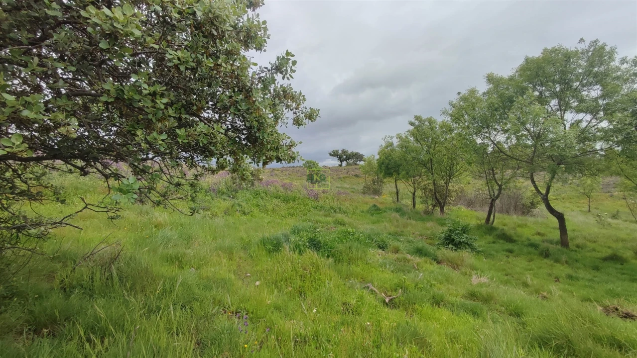 Quinta T0 para Venda em Penamacor Foto 6