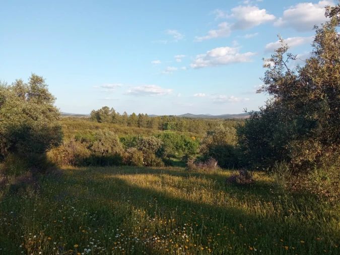 Quinta T0 para Venda em Penamacor Foto 22