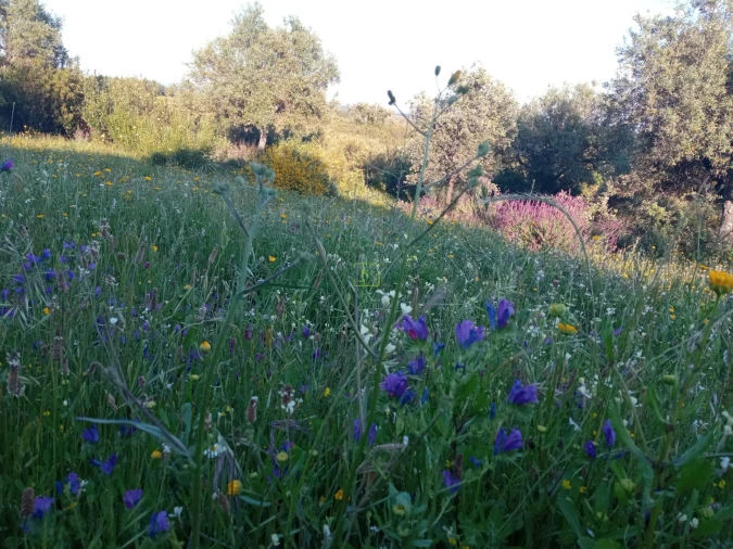 Quinta T0 para Venda em Penamacor Foto 24