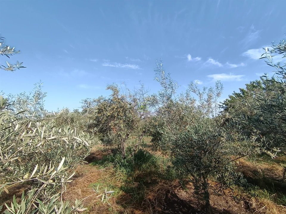 Quinta T3 para Venda em Aldeia do Bispo, Águas e Aldeia de João Pires Foto 13