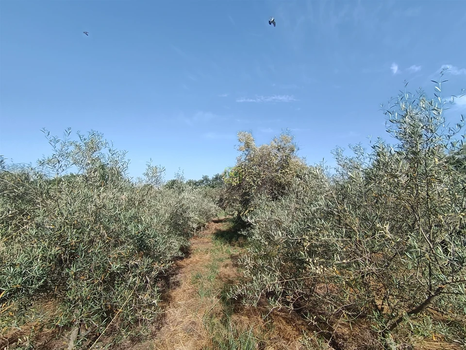 Quinta T3 para Venda em Aldeia do Bispo, Águas e Aldeia de João Pires Foto 11