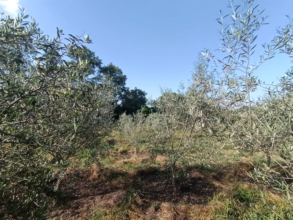 Quinta T3 para Venda em Aldeia do Bispo, Águas e Aldeia de João Pires Foto 12