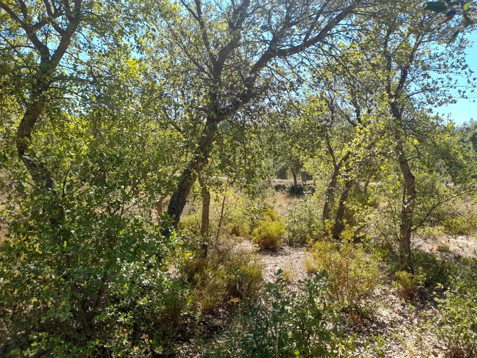 Terreno Agricola ou Rústico para Venda em Sarzedas Foto 14