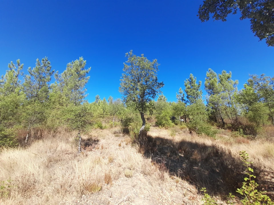Terreno Agricola ou Rústico para Venda em Sarzedas Foto 7