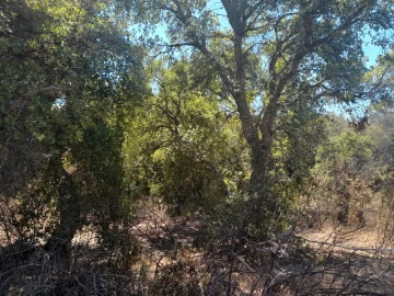 Terreno Agricola ou Rústico para Venda em Sarzedas