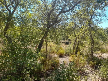 Terreno Agricola ou Rústico para Venda em Sarzedas