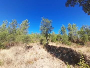 Terreno Agricola ou Rústico para Venda em Sarzedas