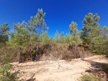 Terreno Agricola ou Rústico para Venda em Sarzedas